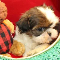 Pixie UNDER 4 lbs, a female Shih Tzu for sale in Clarkson, KY – Photo 3 of 10