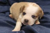Belle, a female Puggle for sale in Clarkson, KY – 2 of 4