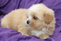 Winston , a male Shihpoo and Shih Tzu for sale in Clarkson, KY – 4 of 5