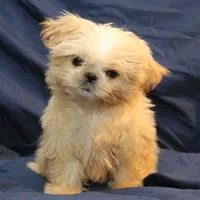 Finn, a male Shih Tzu for sale in Clarkson, KY – Photo 1 of 6