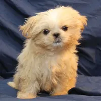 Finn, a male Shih Tzu for sale in Clarkson, KY – Photo 3 of 6
