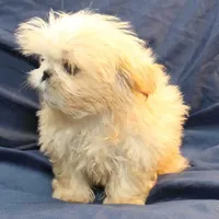 Finn, a male Shih Tzu for sale in Clarkson, KY – Photo 6 of 6