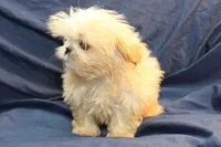 Finn, a male Shih Tzu for sale in Clarkson, KY – Photo 6 of 6