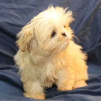 Finn, a male Shih Tzu for sale in Clarkson, KY – Photo 5 of 6