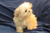 Finn, a male Shih Tzu for sale in Clarkson, KY – Photo 5 of 6