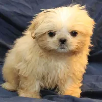 Finn, a male Shih Tzu for sale in Clarkson, KY – Photo 4 of 6