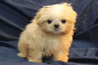 Finn, a male Shih Tzu for sale in Clarkson, KY – Photo 4 of 6