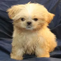 Finn, a male Shih Tzu for sale in Clarkson, KY – Photo 2 of 6