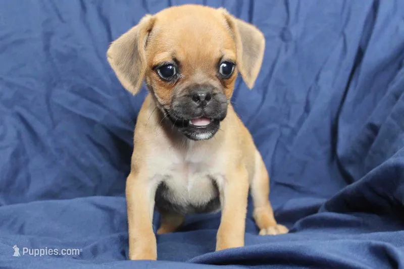 Sadie – Puggle puppy for sale in Clarkson, KY