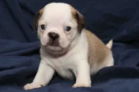 Shane, a male Pug for sale in Clarkson, KY – 2 of 5