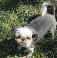 Jellybean, a female Shih Tzu for sale in Clarkson, KY – 4 of 5