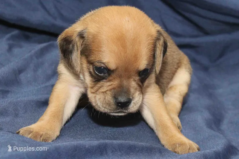 Chewy – Puggle puppy for sale in Clarkson, KY