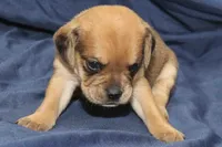 Chewy, a male Puggle for sale in Clarkson, KY – 1 of 4