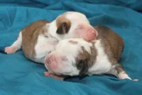 Pied girl, a female Puggle for sale in Clarkson, KY – 2 of 4