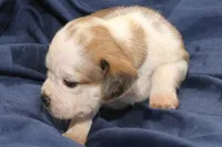 Ariel, a female Puggle for sale in Clarkson, KY – 2 of 4