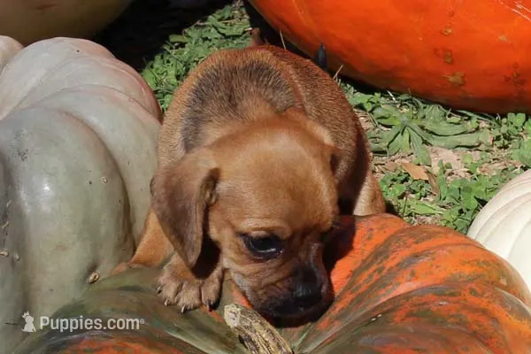 Faline – Puggle puppy for sale in Clarkson, KY