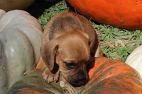 Faline, a female Puggle for sale in Clarkson, KY – 1 of 1
