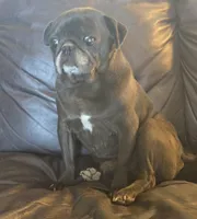 Black boy first generation, a male Puggle for sale in Clarkson, KY – 4 of 4
