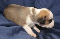 Jasmine, a female Puggle for sale in Clarkson, KY – 3 of 4