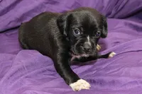 Tux, a male Puggle for sale in Clarkson, KY – 2 of 8