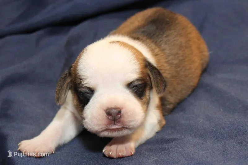 Tilly – Puggle puppy for sale in Clarkson, KY