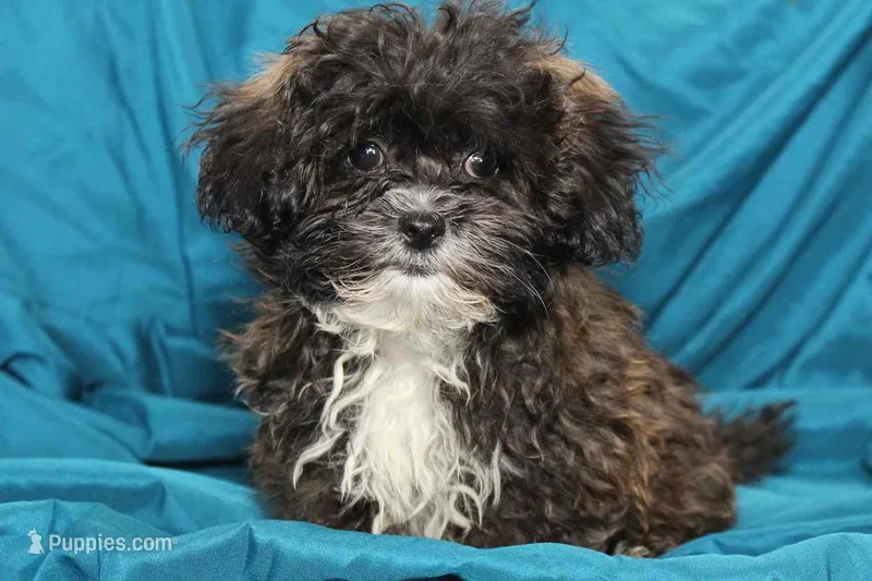 Charlie – Shihpoo puppy for sale in Clarkson, KY