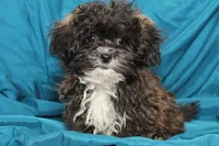 Charlie, a male Shihpoo for sale in Clarkson, KY – Photo 1 of 4