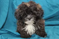 Charlie, a male Shihpoo for sale in Clarkson, KY – Photo 4 of 4