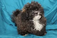 Charlie, a male Shihpoo for sale in Clarkson, KY – Photo 3 of 4