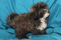 Charlie, a male Shihpoo for sale in Clarkson, KY – Photo 2 of 4