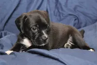 Tux, a male Puggle for sale in Clarkson, KY – 6 of 8