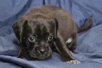 Vader, a male Puggle for sale in Clarkson, KY – 6 of 9