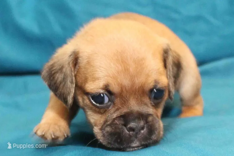 Sadie – Puggle puppy for sale in Clarkson, KY