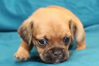 Sadie, a female Puggle for sale in Clarkson, KY – 1 of 8