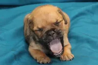 Sadie, a female Puggle for sale in Clarkson, KY – 2 of 8