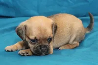 Sadie, a female Puggle for sale in Clarkson, KY – 3 of 8