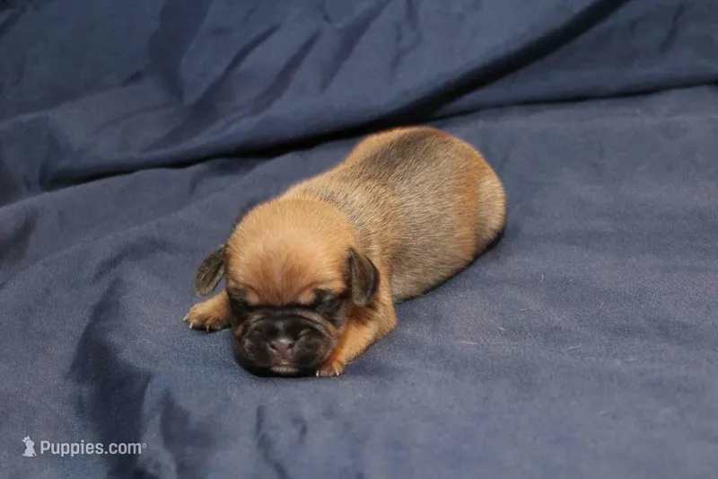 Sadie – Puggle puppy for sale in Clarkson, KY