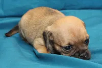 Sadie, a female Puggle for sale in Clarkson, KY – 5 of 8