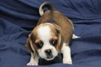 Sky, a female Puggle for sale in Clarkson, KY – 2 of 8
