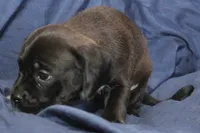 Zorro, a male Puggle for sale in Clarkson, KY – 5 of 9