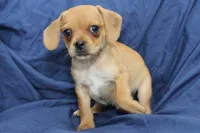 Theo, a male Puggle for sale in Clarkson, KY – 4 of 8