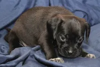 Zorro, a male Puggle for sale in Clarkson, KY – 6 of 9