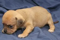 Yoda, a male Puggle for sale in Clarkson, KY – 2 of 6