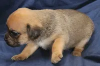 Rey, a female Puggle for sale in Clarkson, KY – 3 of 4
