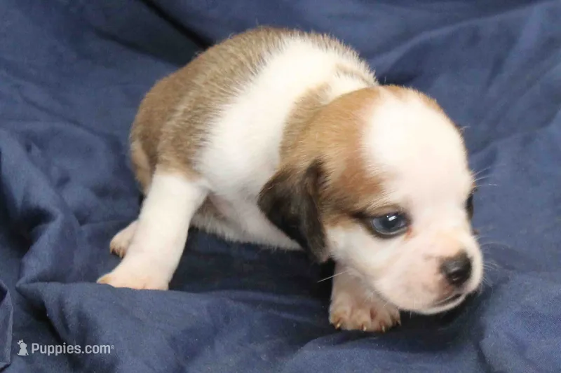 Anikin – Puggle puppy for sale in Clarkson, KY