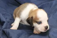 Anikin, a male Puggle for sale in Clarkson, KY – 1 of 4