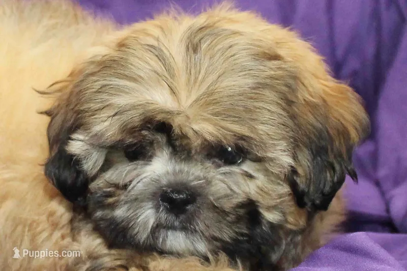 Chewy – Shihpoo, Shih Tzu puppy for sale in Clarkson, KY