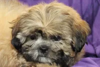 Chewy, a male Shihpoo and Shih Tzu for sale in Clarkson, KY – 1 of 4