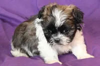 Molly, a female Shih Tzu for sale in Clarkson, KY – Photo 3 of 3