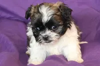 Molly, a female Shih Tzu for sale in Clarkson, KY – Photo 1 of 3